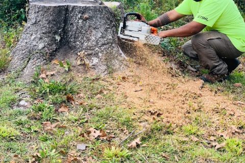 stump-removal-noe-tree